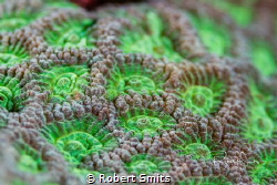 Did you know that Scleractinia (also stony corals or hard... by Robert Smits 